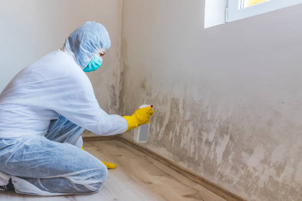 Licensed Attic Mold Removal service in Forest Park, GA - WQB Mold Removal
