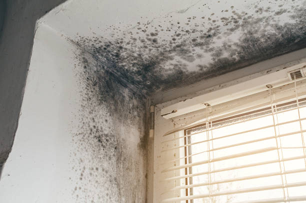 Affordable Attic Mold Removal solutions in Forest Park, GA